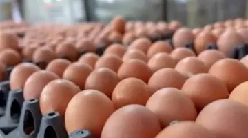 بالأرقام.. أسعار كرتونة البيض الأبيض والأحمر اليوم الأربعاء 29-4-2026 في الأسواق